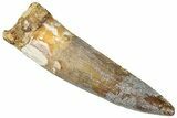 Fossil Spinosaurus Tooth - Real Dinosaur Tooth #296563-1